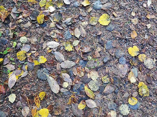 istock Autumn Leaves on Gravel Path 2245428673