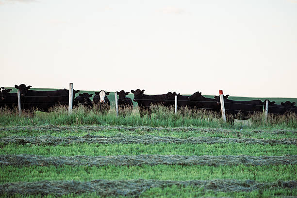 At dawn, cattle gather along a fence line in a freshly cut pasture on a quiet Wyoming ranch.