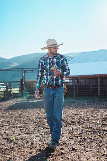 A rancher walks through a horse corral and eats a breakfast sandwich on a sunny morning on his ranch in Wyoming.