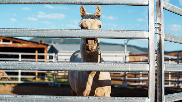 istock Horse Looking Through Fence on Wyoming Ranch 2245429693