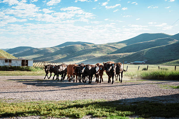Cattle are herded by ranch dogs across a Wyoming ranch on a bright morning.