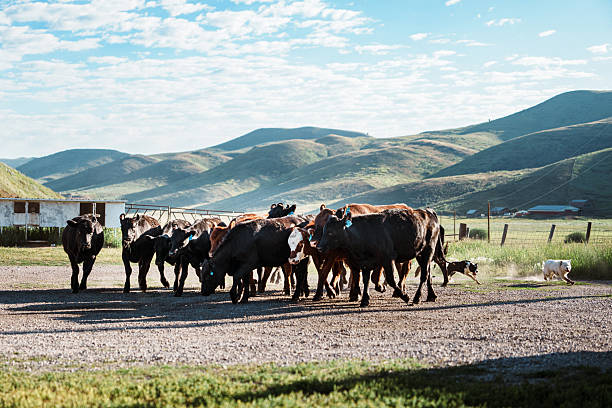 Herding dogs skillfully drive a group of cattle across the ranch yard as the day begins in the wide-open foothills of Wyoming.