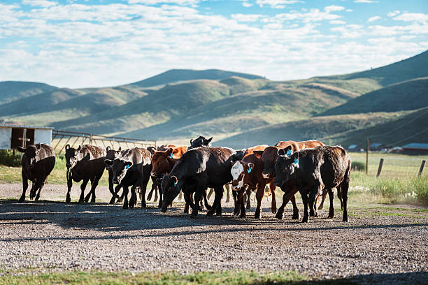 A herd of cattle is guided across a gravel path on a Wyoming ranch, surrounded by rolling green hills under the morning sun.