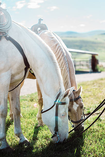 Horse in the Mexico Countryside