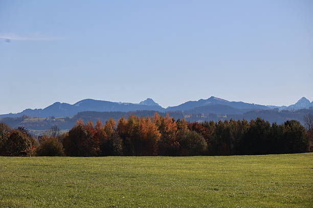 Field of green grass with trees in the background. The sky is blue and the sun is shining. .