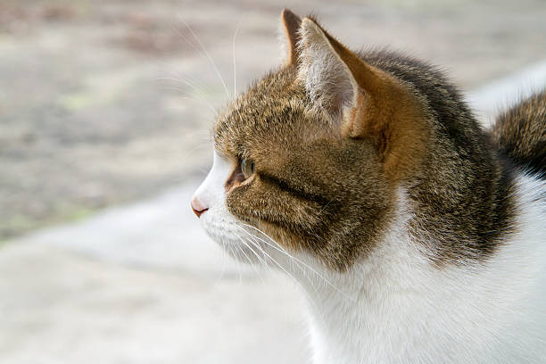 Close-up profile of a cat's head. Portrait of a beautiful adult cat