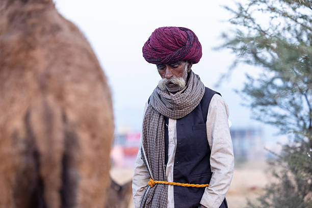 Silhouette of a camel, Jaislamer district, Rajasthan, India