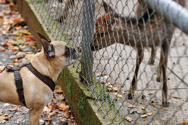 istock French bulldog dog sniffs young Shika deer 2245433735
