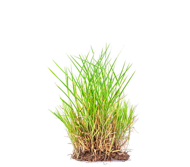 istock Natural green grass or weeds isolated on white background. 2245433769