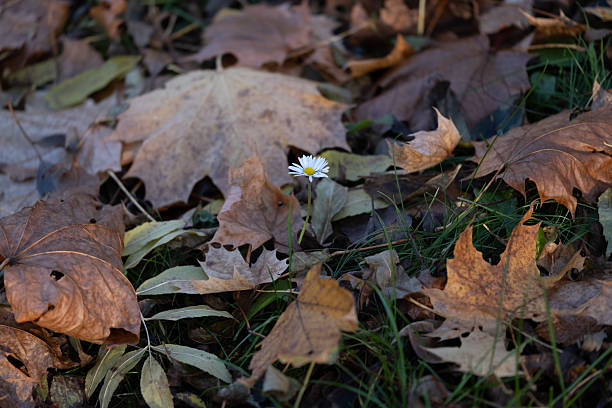 Small white daisy blooming among dry brown autumn leaves and green grass. Symbol of renewal, resilience, and life cycle in nature. Perfect for eco campaigns, motivation concepts, sustainability, environmental protection, hope and mindfulness projects. Natural background for posters, ads and social media visuals.