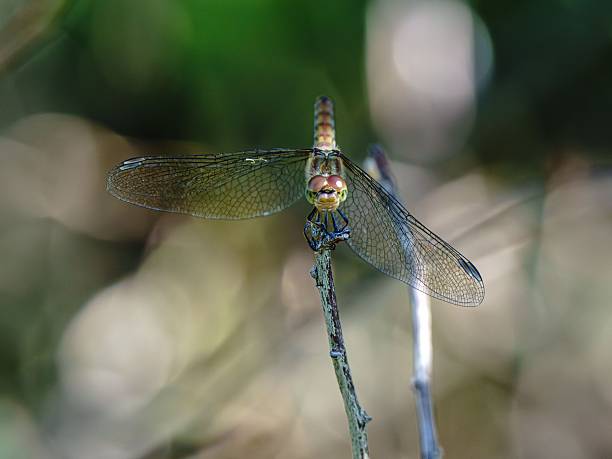 Close-up of a dragonfly perched on a twig with intricate wing details and a blurred green background.