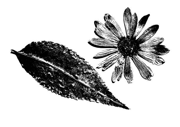 High contrast black and white botanical print featuring textured, serrated leaf and detailed daisy like flower.
