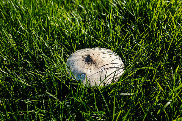 White mushroom cap emerging from vibrant green grass, blending into the natural environment in bright outdoor light