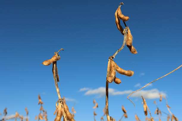 istock Dry soy plants with soybean pods against blue sky 2245441373