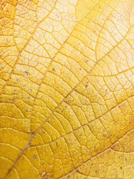 istock Close-up view of a vibrant yellow leaf showcasing intricate textures and patterns 2245442284