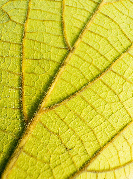 istock Close-up view of a vibrant green leaf showcasing its intricate texture and patterns 2245442336