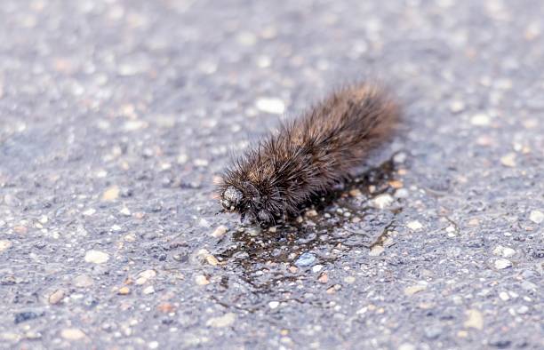 A small brown and black caterpillar is laying on the ground. The caterpillar is small and has a fuzzy appearance