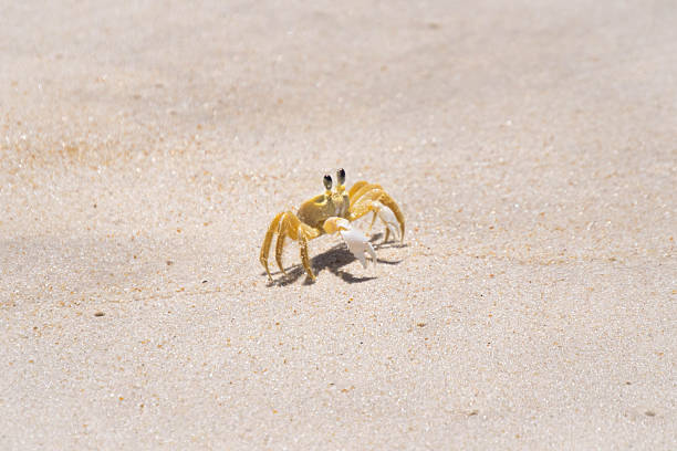 istock Yellow crab moving on the sand 2245446950