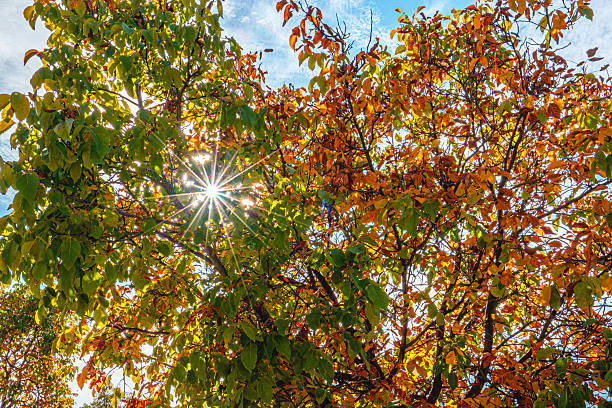 Tree in Autumn