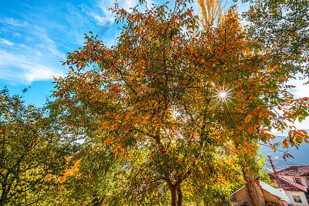 The scenic views of the countryside of Elmalı, Antalya, in the autumn season, with colorful leaves