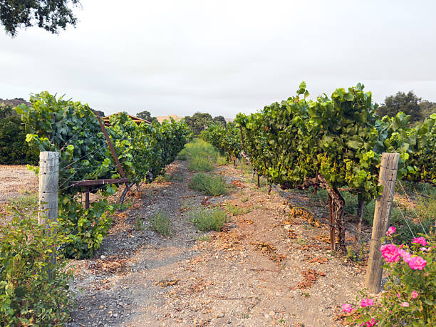 istock Grape harvest. Vineyards with grapevine in the evening sun. 2245448021