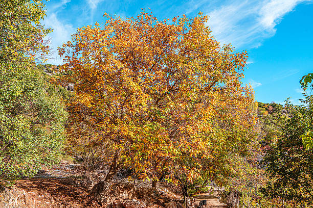 istock autumn season, with colorful leaves 2245448170