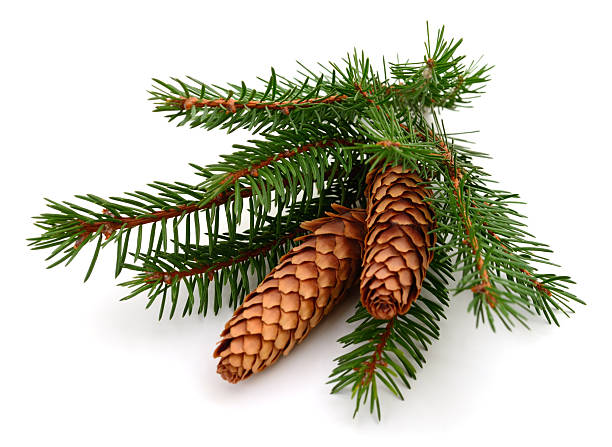 istock Spruce branch with cones isolated on white background 2245448994
