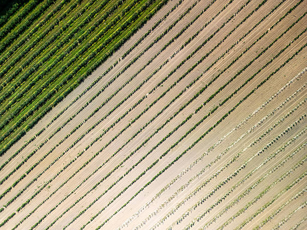 istock Top-down aerial view of currant and grape plantation with geometric field patterns 2245451246