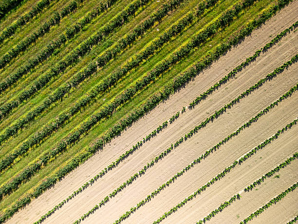 istock Top-down aerial view of currant and grape plantation with geometric field patterns 2245451248