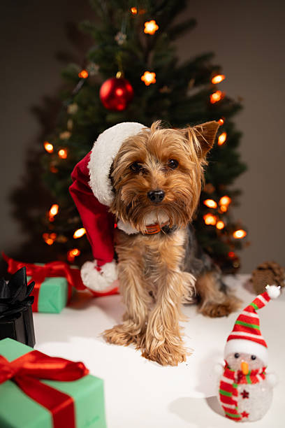 istock Cute Yorkshire Terrier Wearing a Santa Hat by the Christmas Tree 2245451929