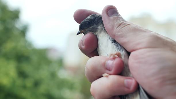 istock Compassionate man tenderly holds small bird, demonstrating empathy and care. Illustrates strong bond with nature, commitment to wildlife conservation. Delicate feathers represent optimism 2245452484
