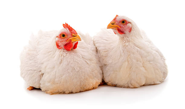 istock Two white chickens sitting together on white background. 2245455283