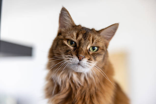 istock Fluffy domestic cat portrait. 2245455581