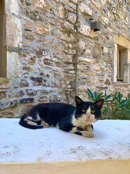 Black and white Cat in front of the old house