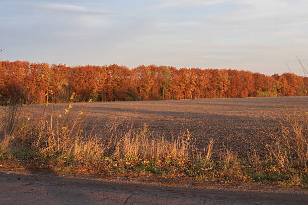 City in autumn, Markham and Richmond hill, Canada