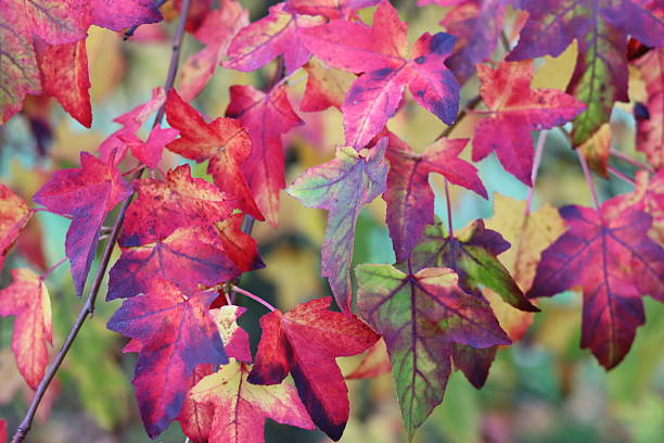 istock Liquidambar styraciflua or sweet gum tree leaves in autumn 2245461760