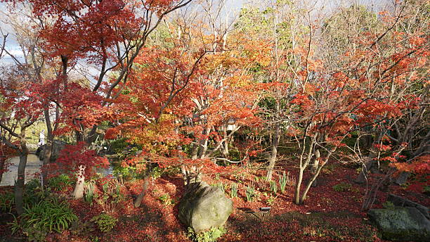istock Vivid Maple Leaves in Japanese Fall, Aichi, Japan 2245461864