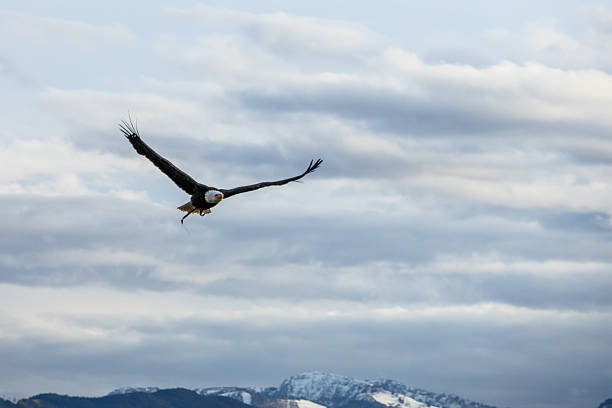 istock Falconry in Autumn 2245463918