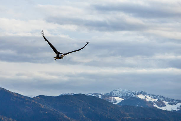 istock Falconry in Autumn 2245463919