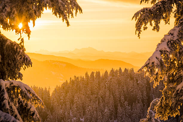 Fresh powder snow covers forest and mountains at sunset, Grouse Mountain, B.C.