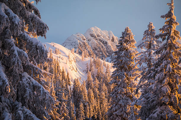 Fresh powder snow covers forest and mountains at sunset, Grouse Mountain, B.C.