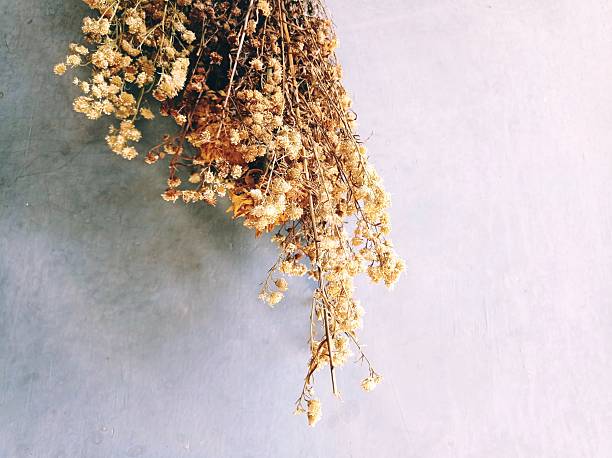 Dried Wildflowers Hanging Against a Minimalist Wall