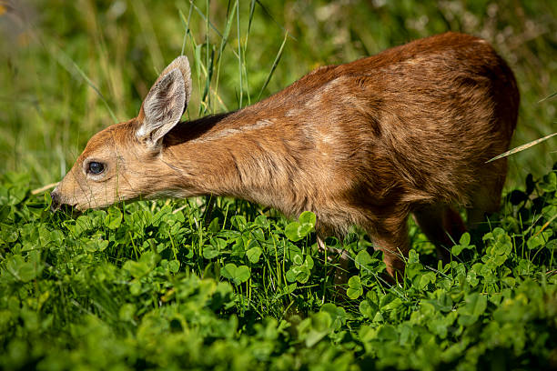istock Fawn in lush foliage, British Columbia 2245464985