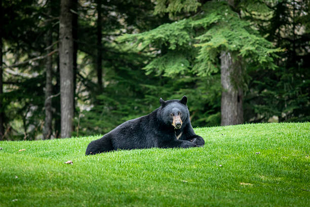 Black bear relaxing on golf course, Whistler, British Columbia