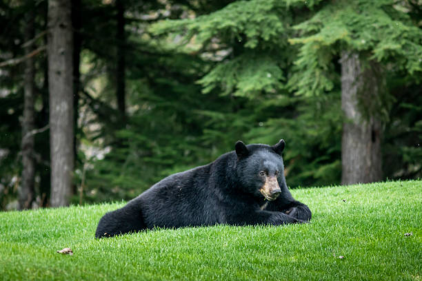 Black bear relaxing on golf course, Whistler, British Columbia
