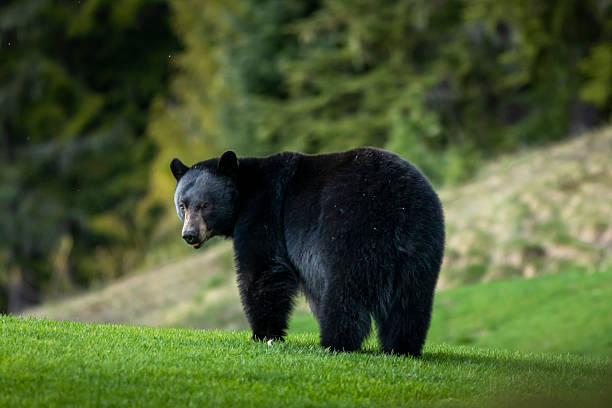 istock Black bear relaxing on golf course, Whistler 2245465119