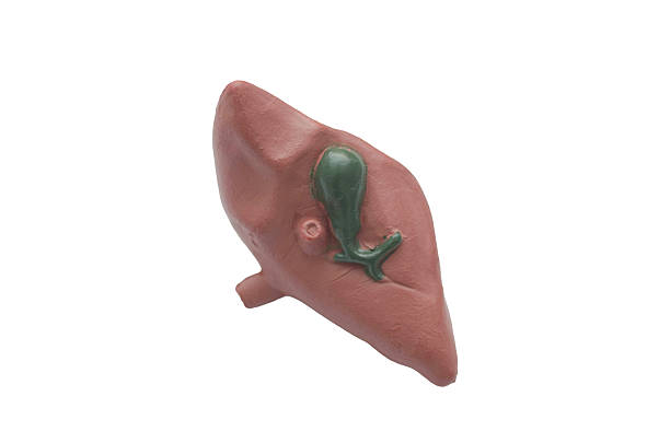 istock Human Liver and Gallbladder: A detailed medical model for studying the structure and position of these vital digestive organs. 2245468996