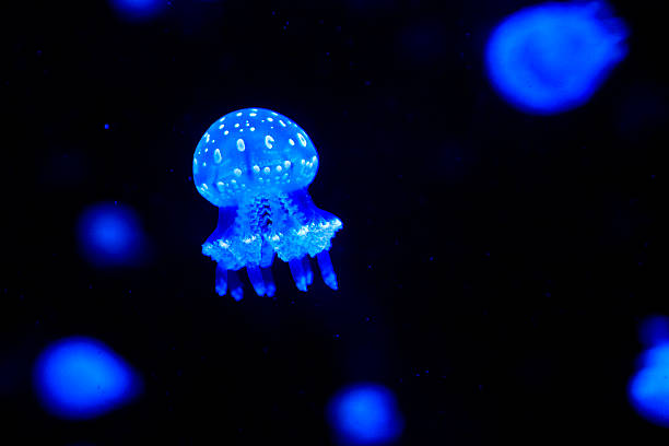 Glowing blue jellyfish (Phyllorhiza punctata) swimming in dark water. Spectacular bioluminescence under UV light in a marine aquarium. Perfect for nature, ocean life, and science themes.