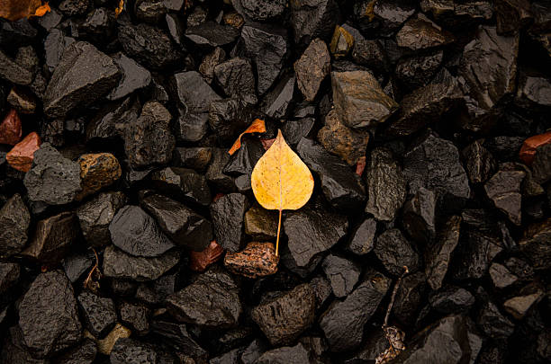 Single yellow autumn leaf lying on dark wet stones. Minimalist nature background with contrast colors, symbolizing change, solitude, and fall season. Perfect for seasonal design or nature concept