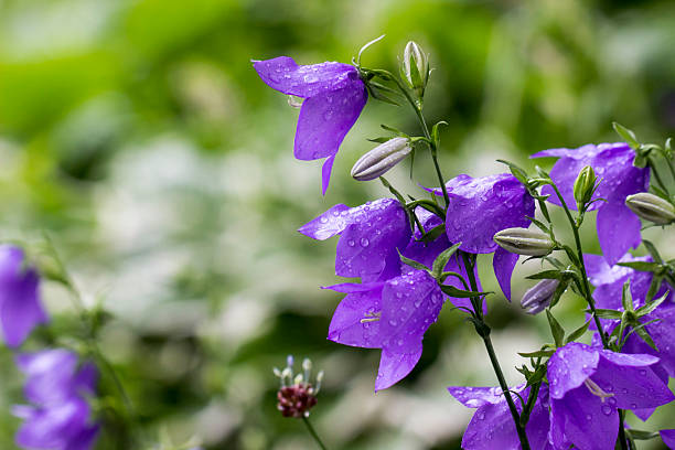 istock purple bell flower with raindrops and dew on a blurred background with bokeh 2245472263
